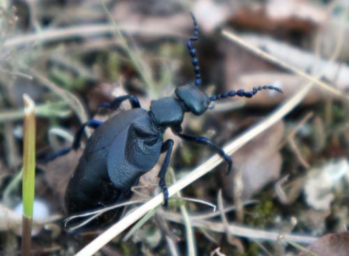 Réf. 179 918 : Meloe proscarabaeus